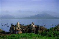 mexico pacific brant hunting